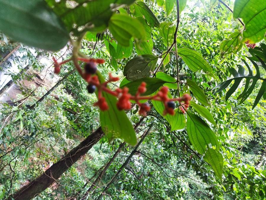 Leandra grandifolia leaf