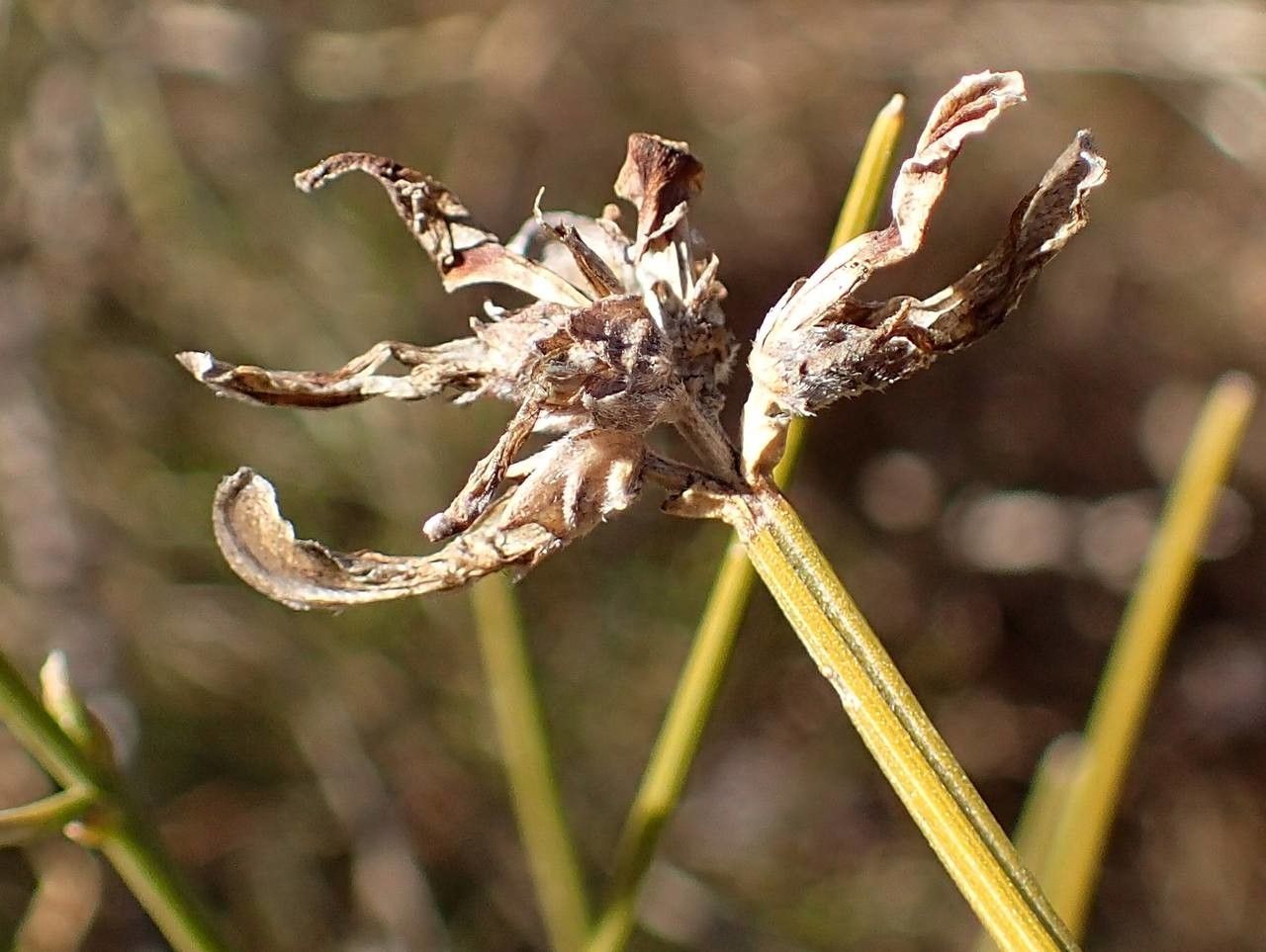 Genista radiata fruit