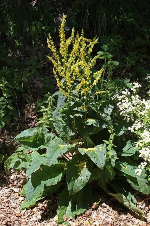 Verbascum glabratum — search result for 'Verbascum'