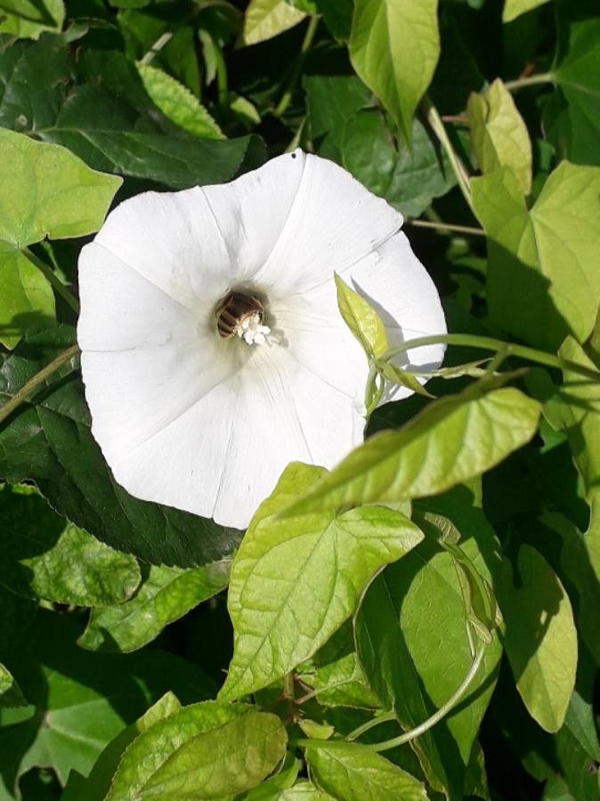 Convolvulus sepium flower