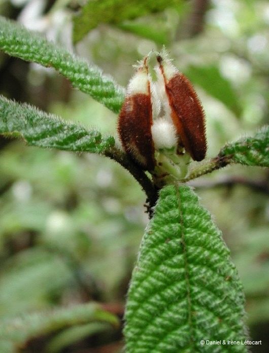 Psychotria toninensis fruit