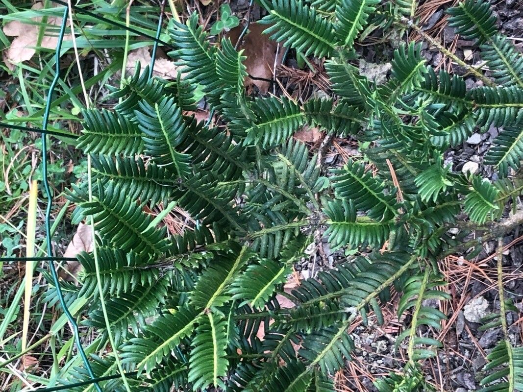 Cephalotaxus oliveri — related species from the same genus