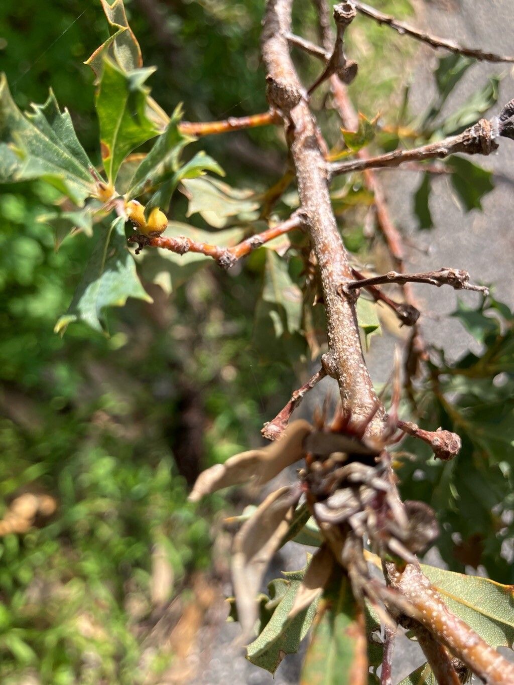 Banksia sessilis fruit