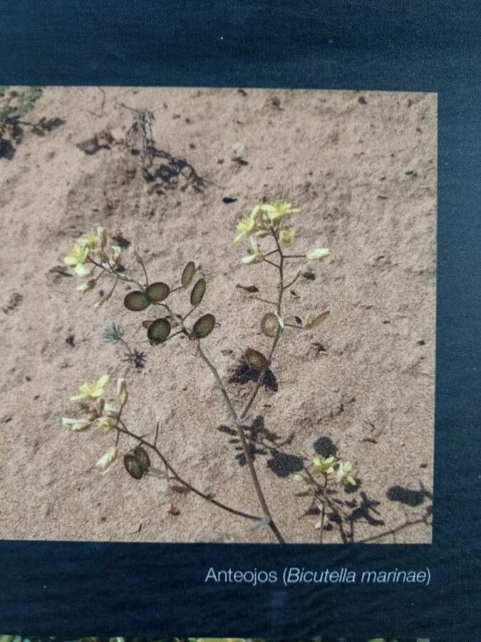 Biscutella glacialis flower