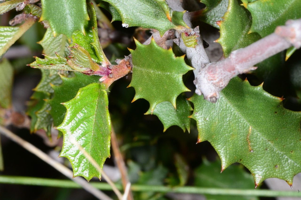 Ceanothus jepsonii — search result for 'Ceanothus'