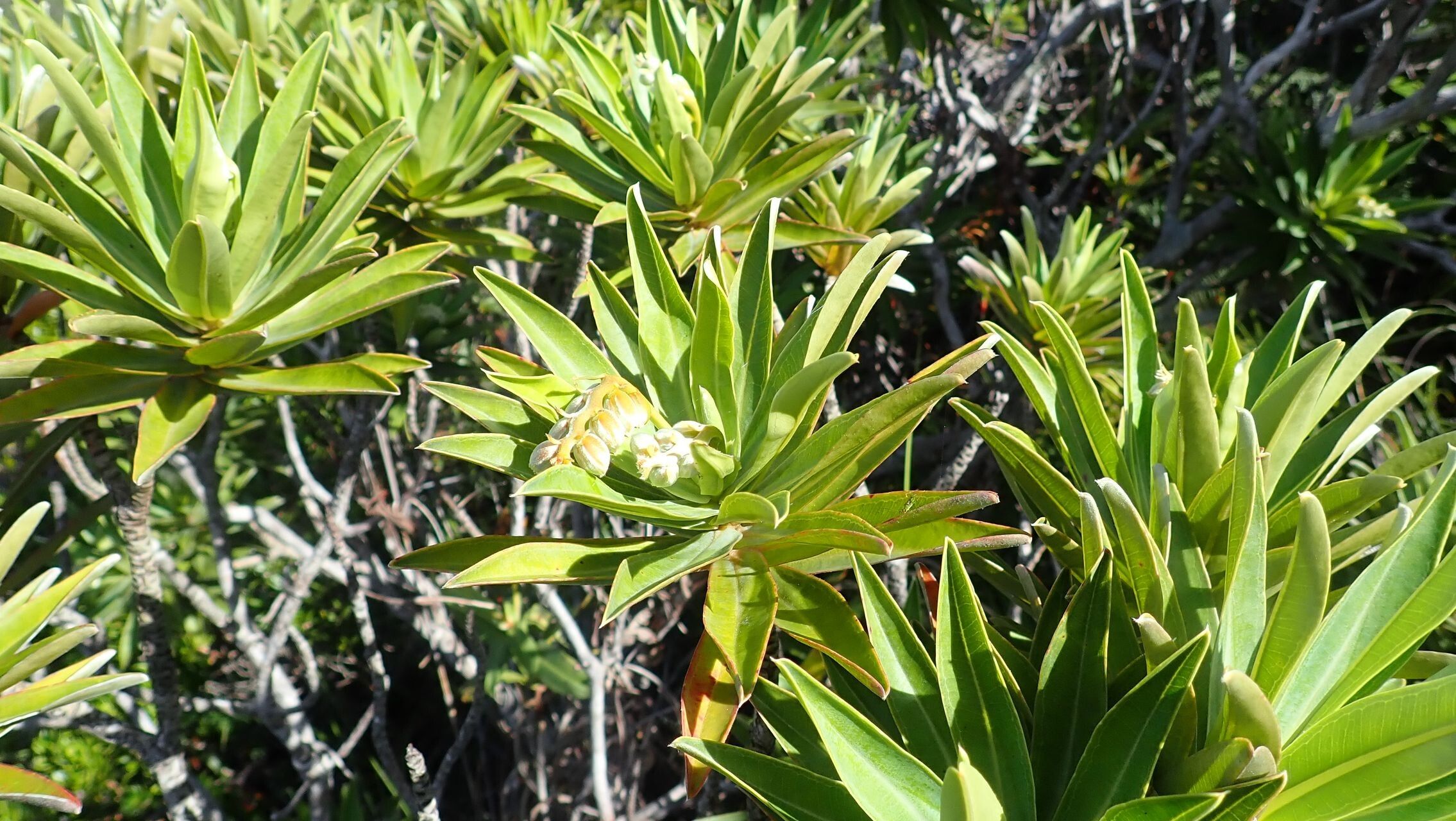 Hibbertia moratii habit