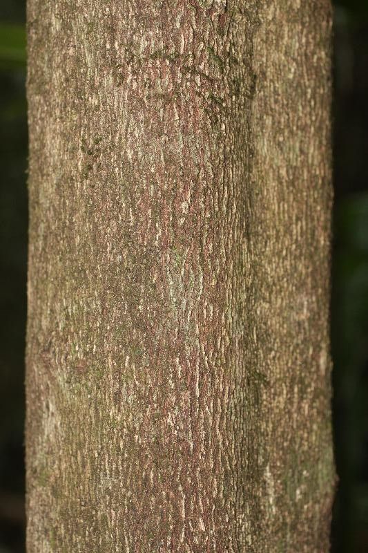 Maytenus oblongata bark