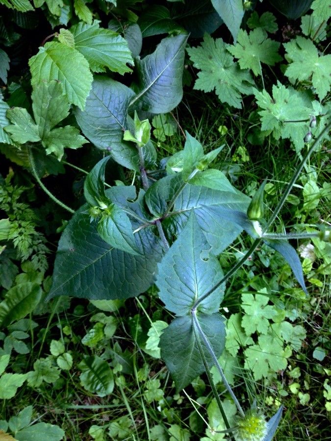 Knautia maxima — search result for 'Knautia'