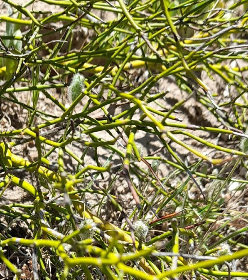 Senna pachyrrhiza bark