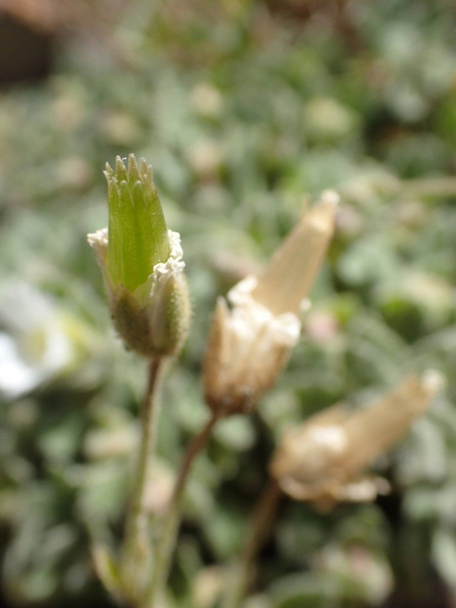 Cerastium pyrenaicum fruit