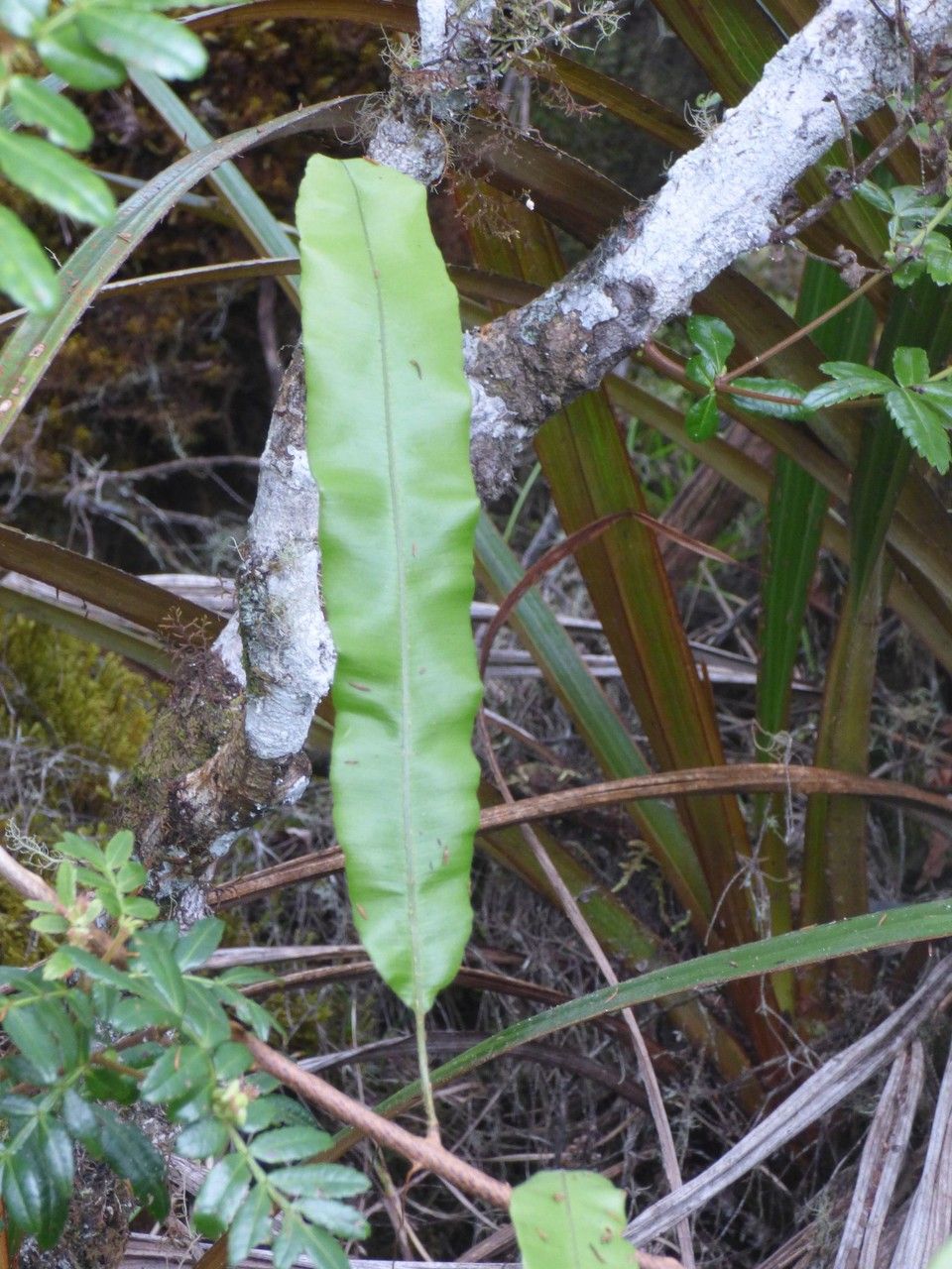 Oleandra distenta — related species from the same genus