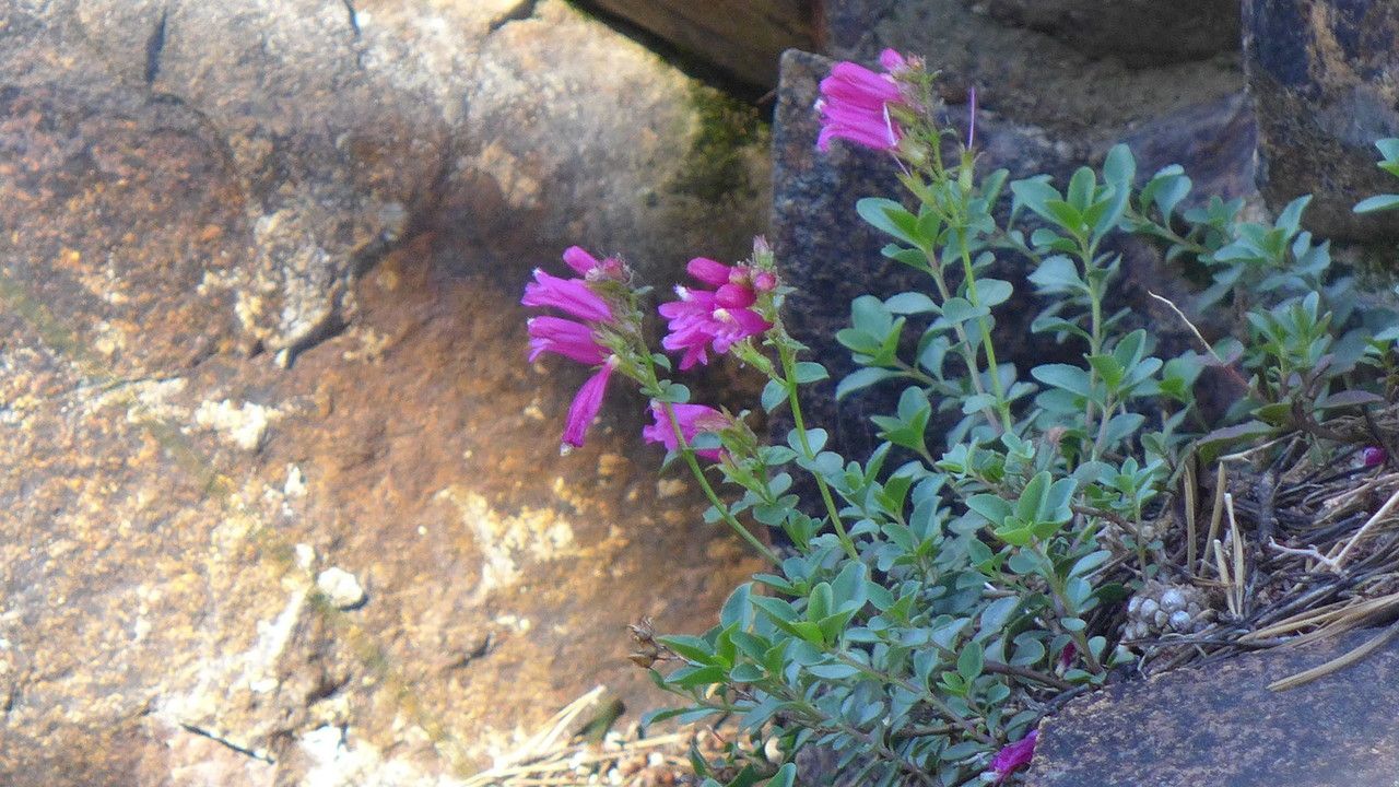 Penstemon newberryi habit