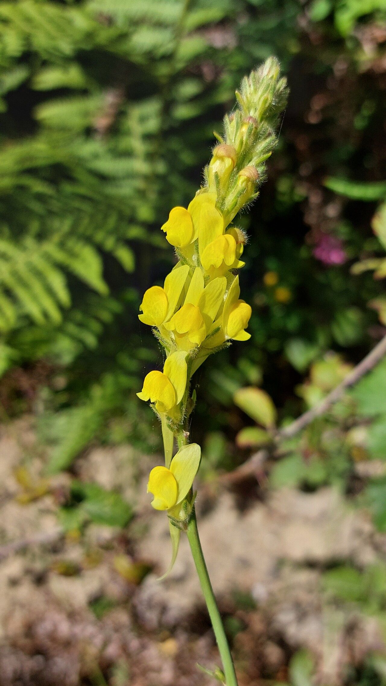 Linaria multicaulis flower