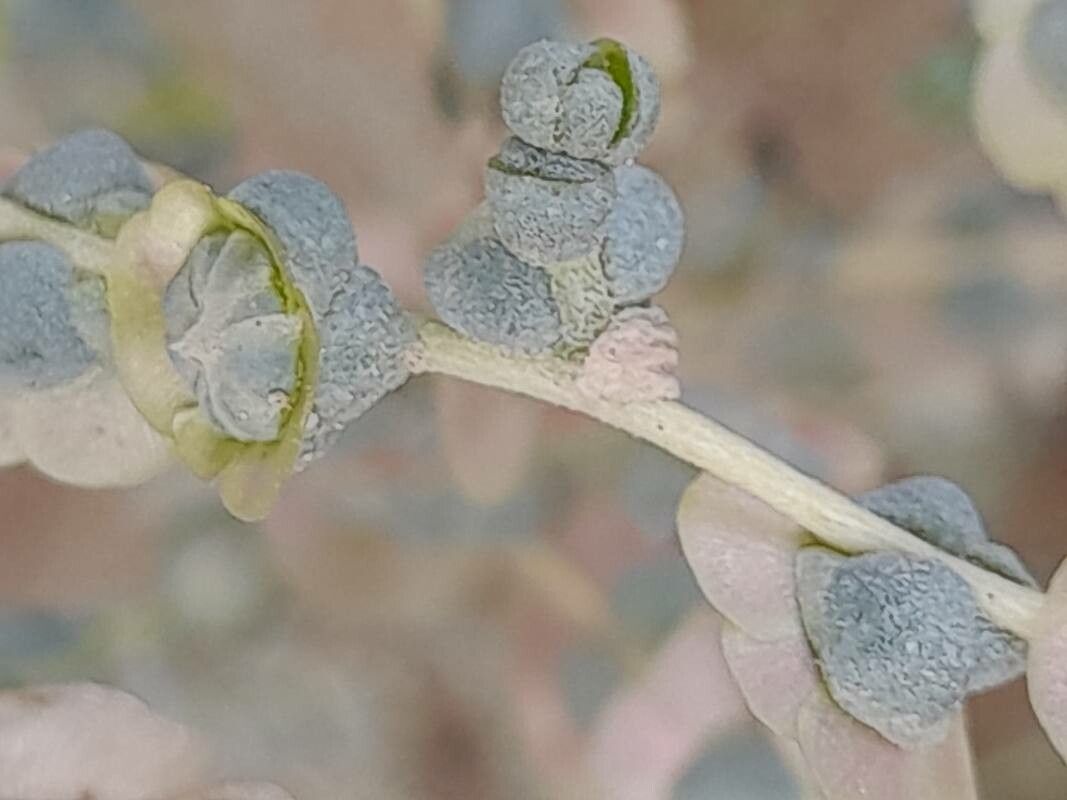 Caroxylon jordanicola leaf