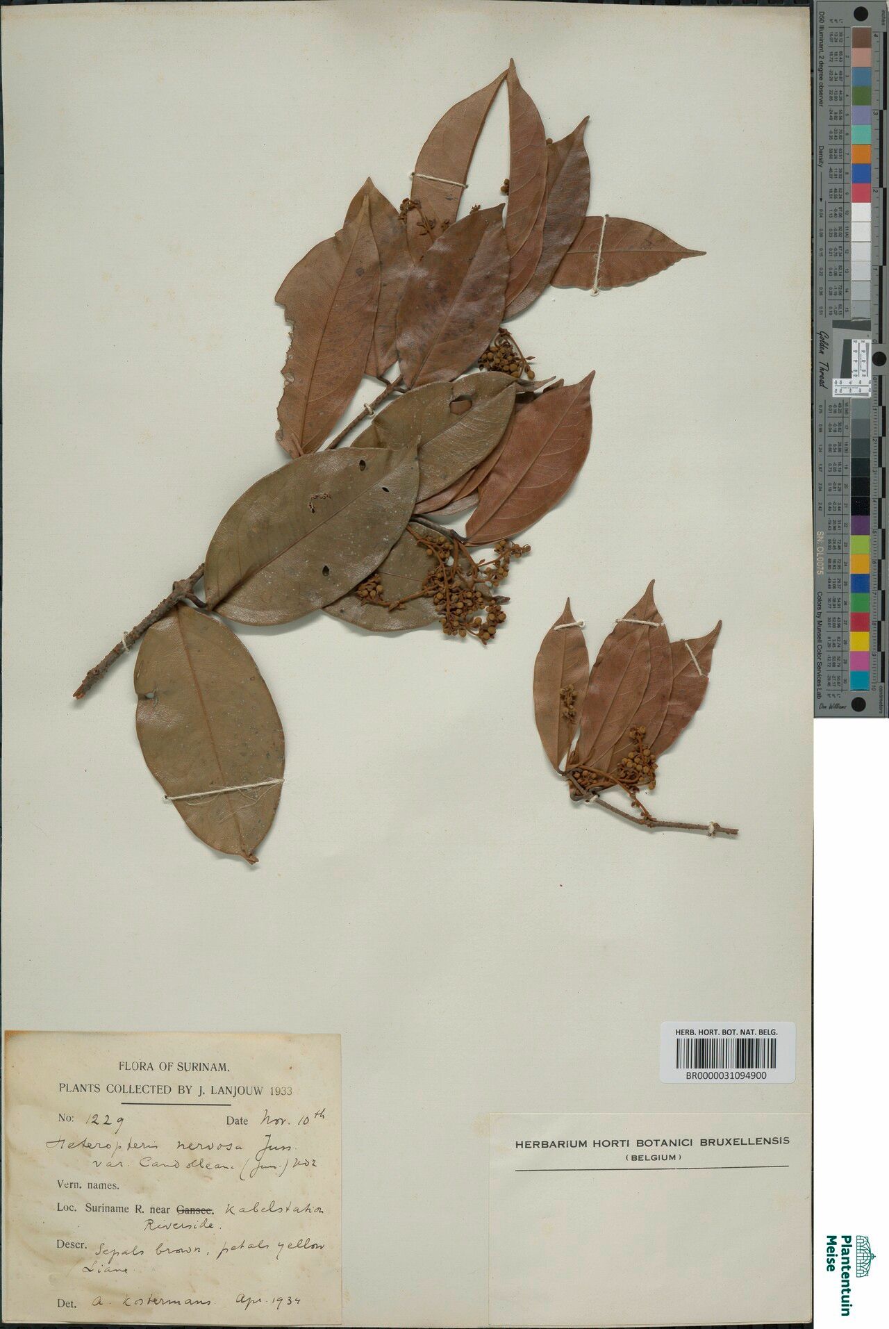 Heteropterys nervosa — houseplant care guide