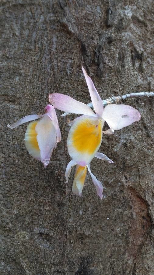 Dendrobium crepidatum flower