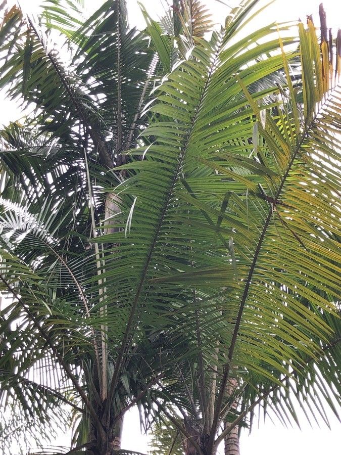 Oncosperma horridum — houseplant care guide