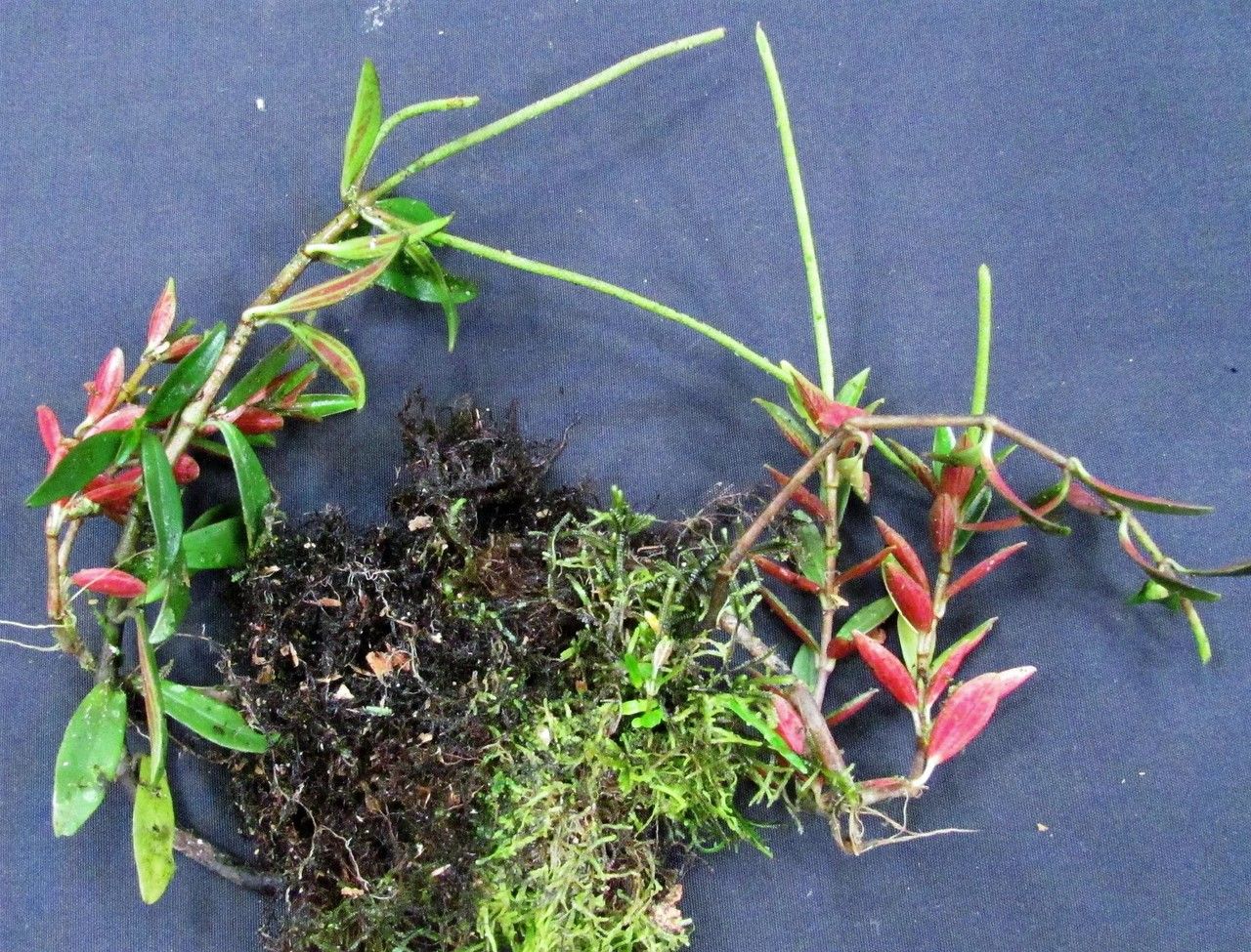 Peperomia olivacea other