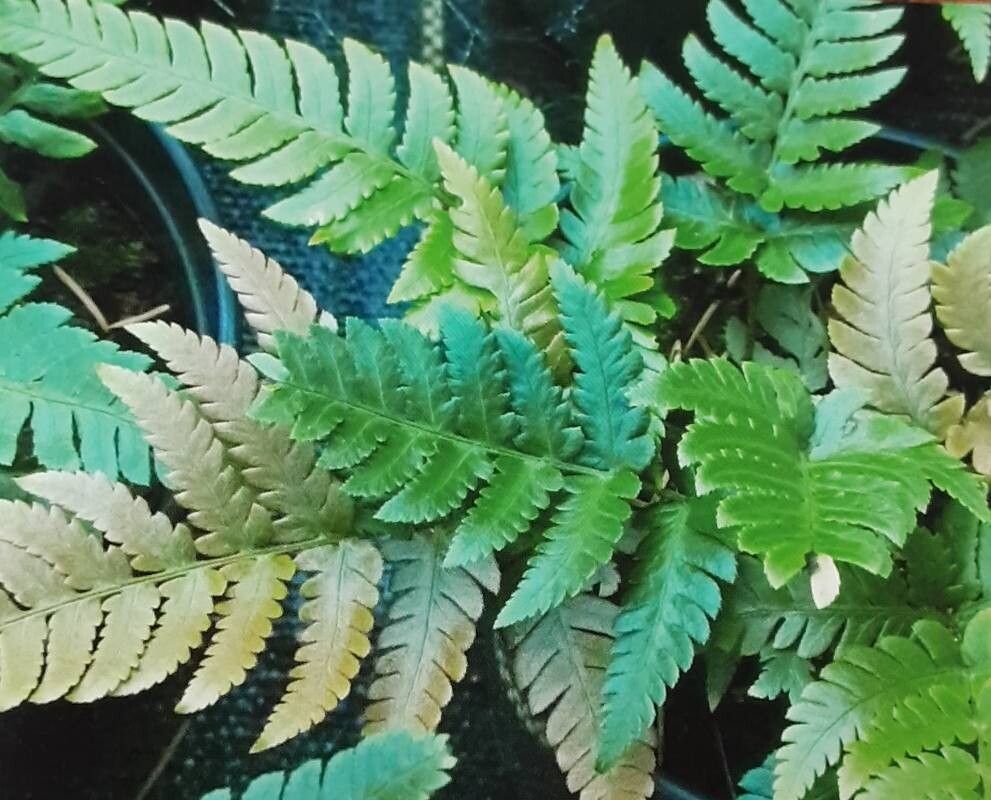 Dryopteris labordei — search result for 'Dryopteris'