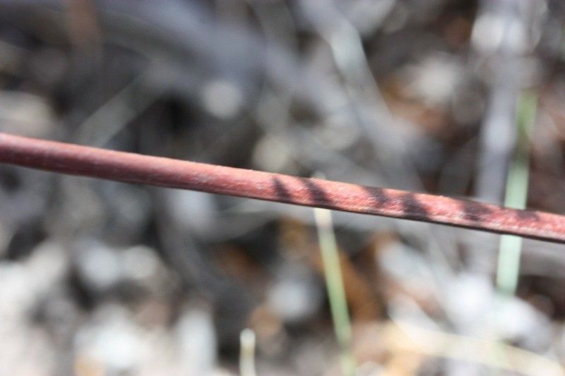 Pellaea quadripinnata bark