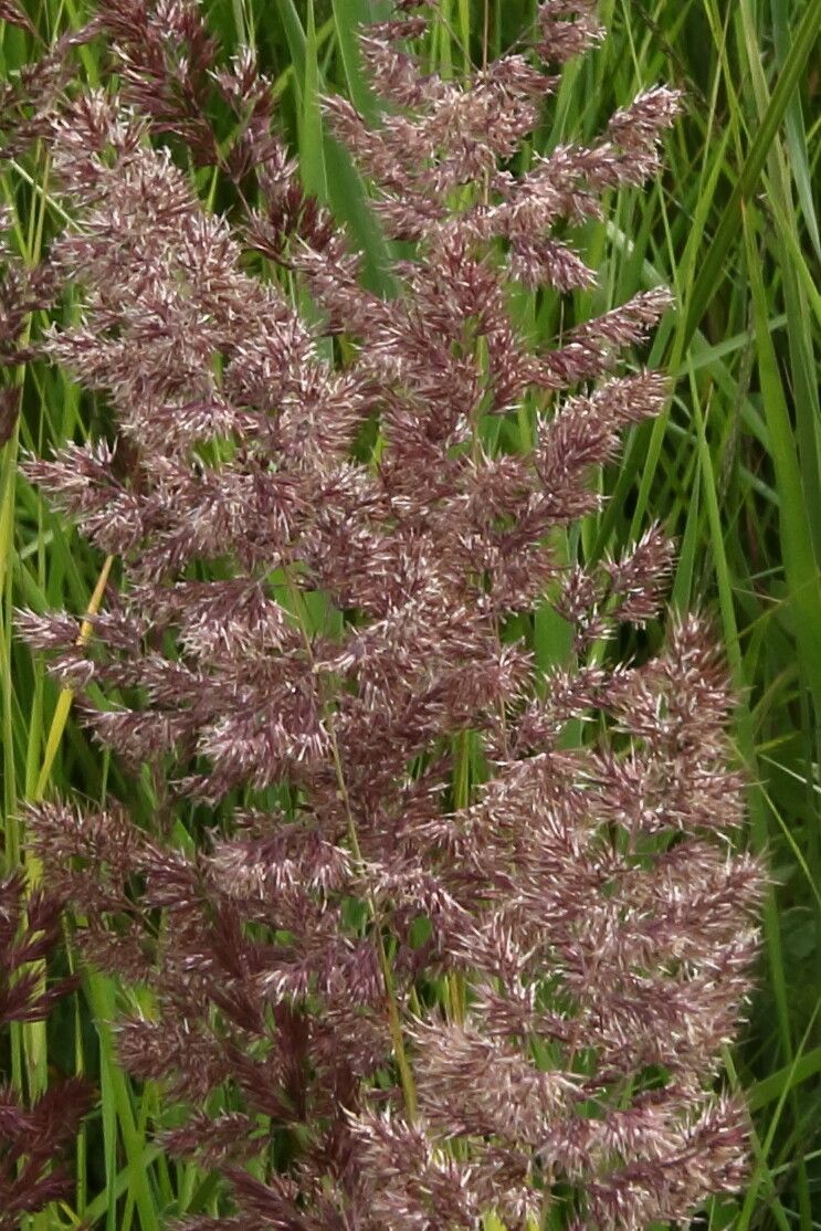 Calamagrostis canescens flower