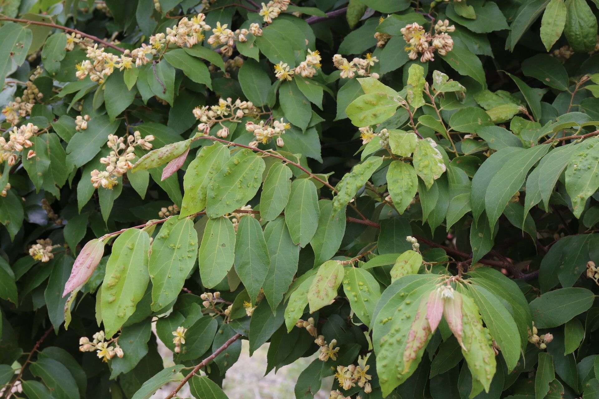 Microcos conocarpoides habit