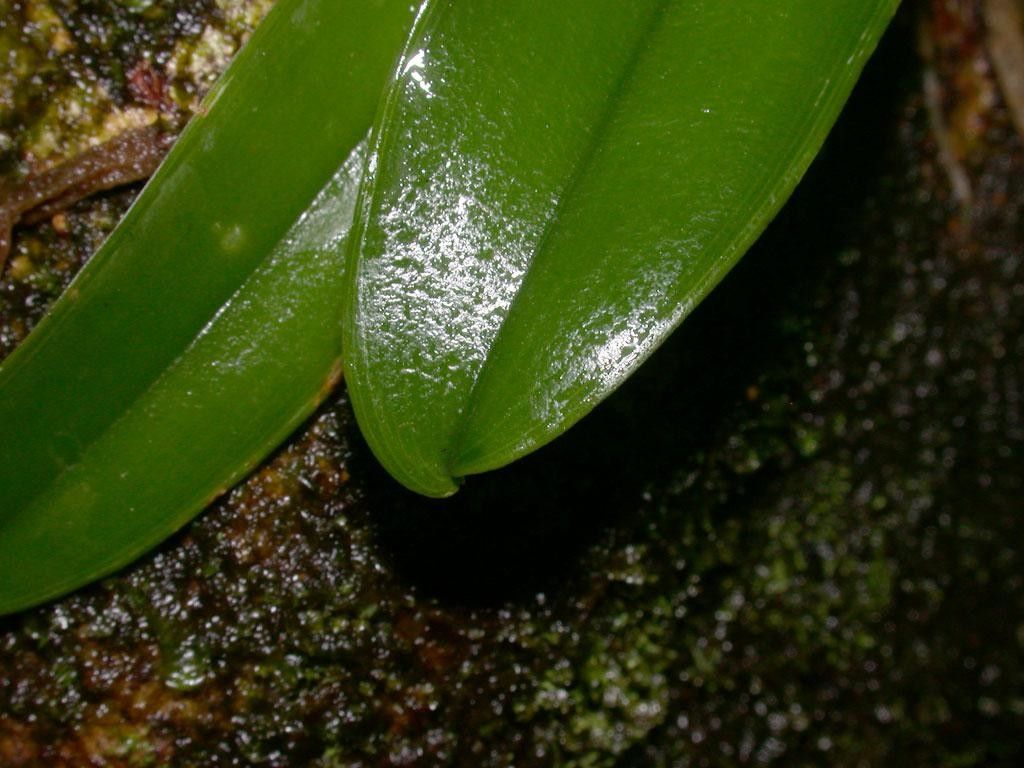 Rodriguezia compacta leaf