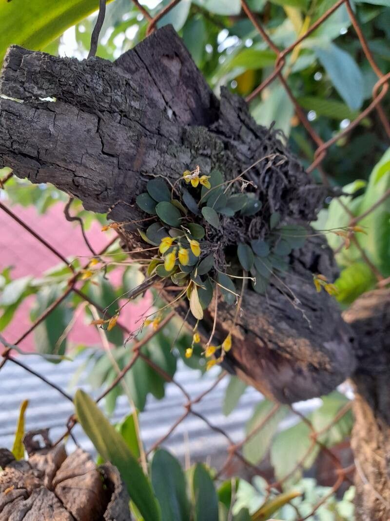 Specklinia microphylla flower