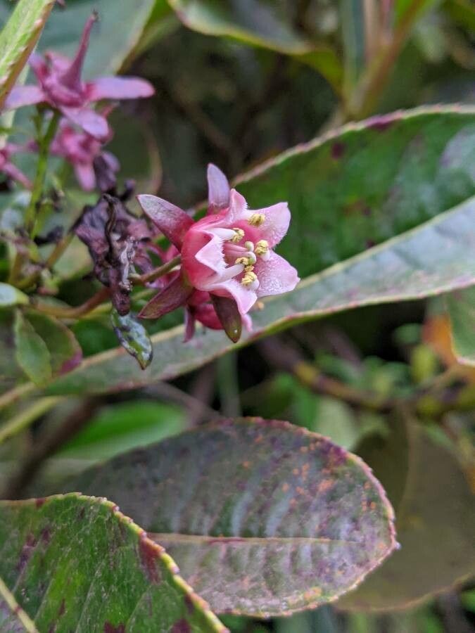 Forgesia racemosa flower