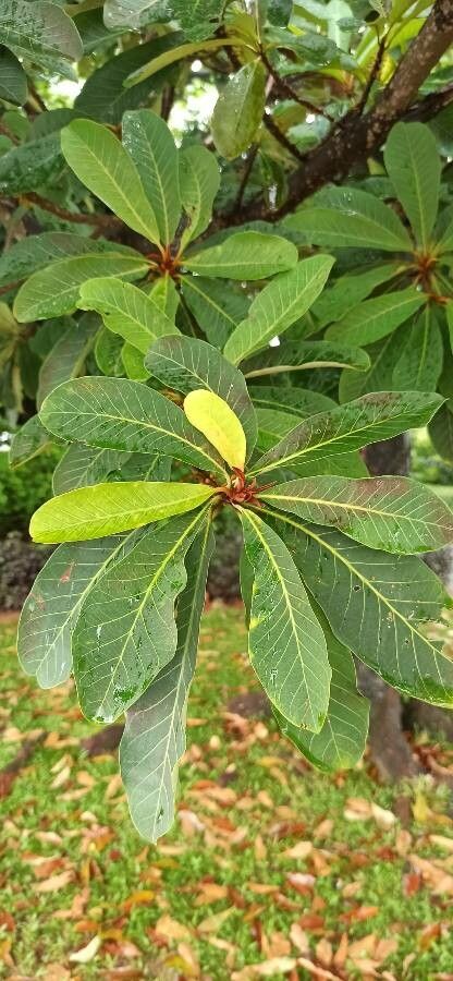 Palaquium gutta leaf