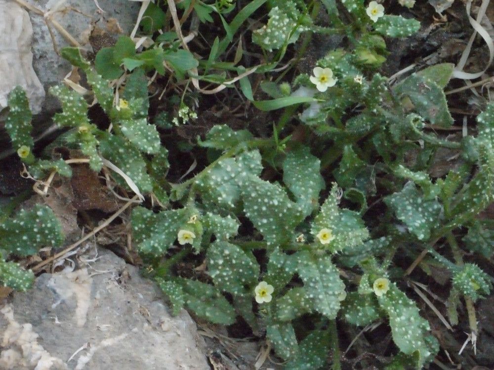 Anchusa aegyptiaca habit