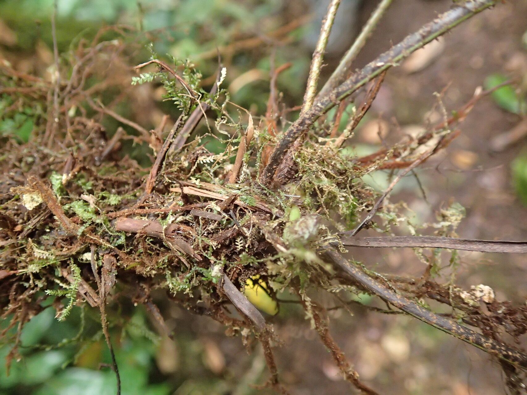 Asplenium paucijugum other