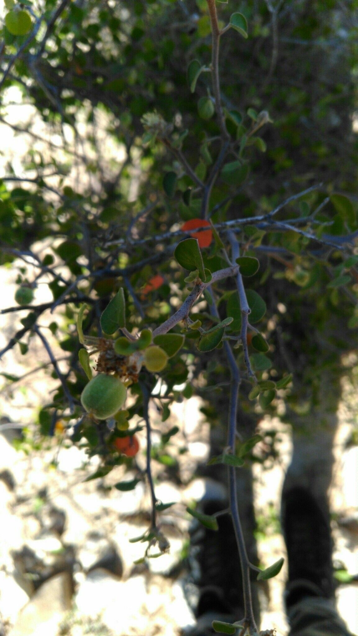 Croton ustulatus fruit