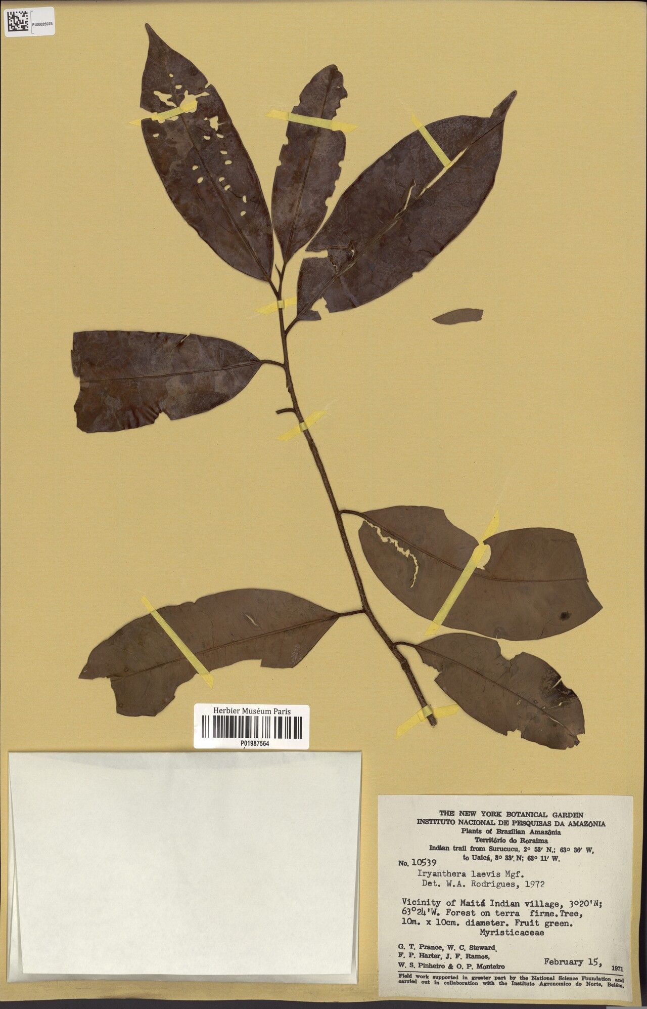 Iryanthera laevis leaf
