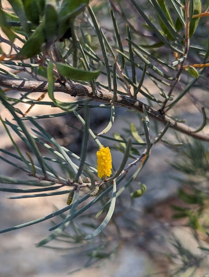 Acacia aneura flower