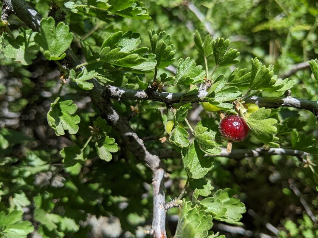 Ribes quercetorum fruit
