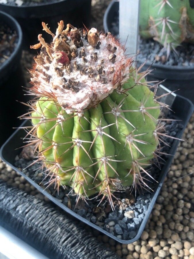 Melocactus schatzlii — houseplant care guide