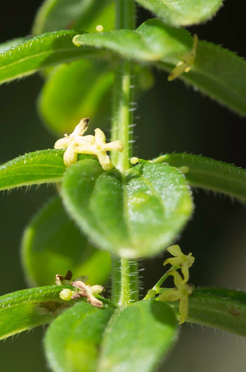 Cruciata glabra fruit