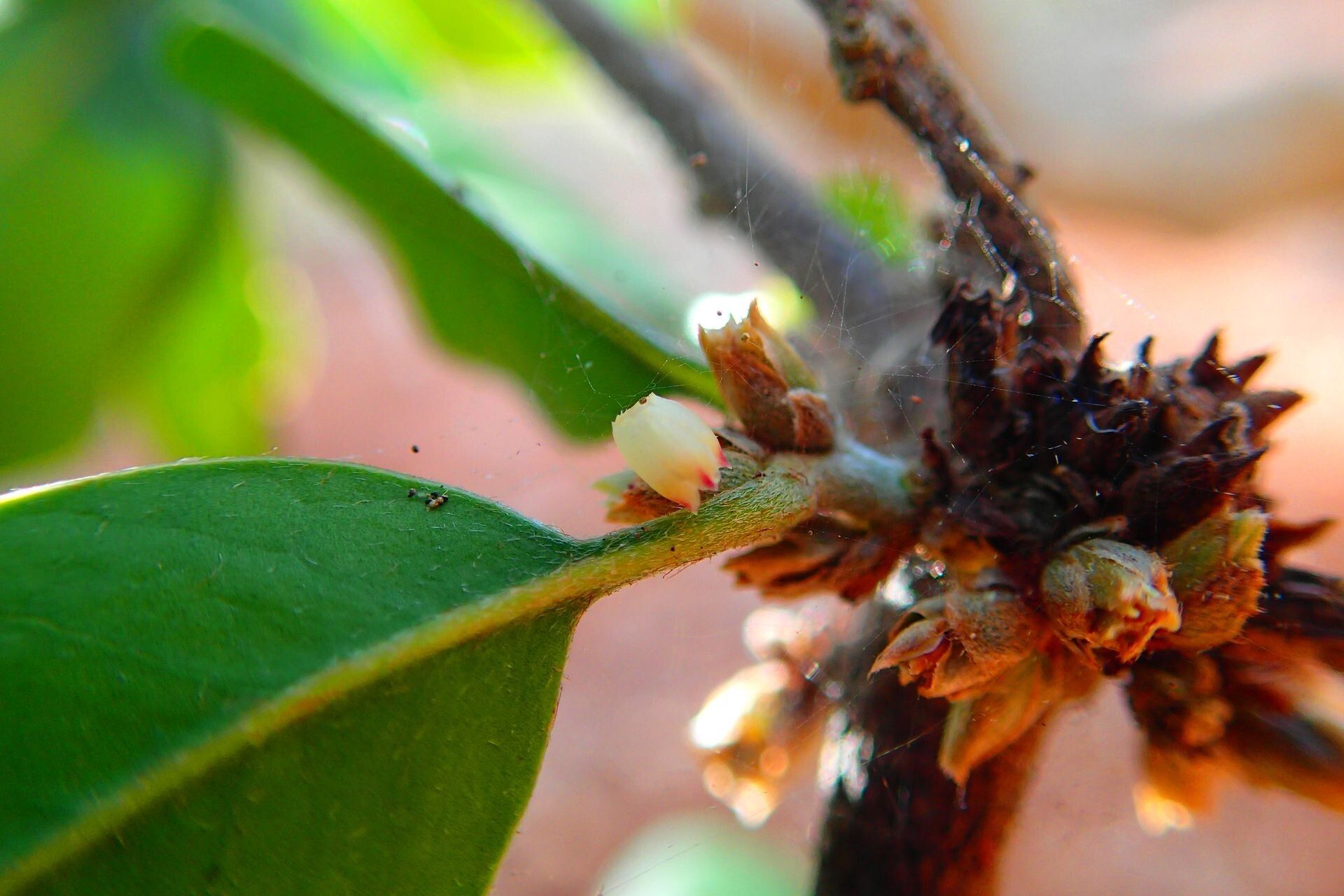 Planchonella luteocostata flower