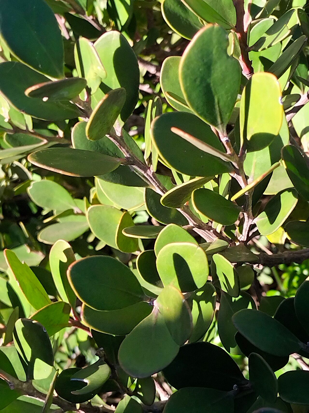 Pterocelastrus tricuspidatus leaf