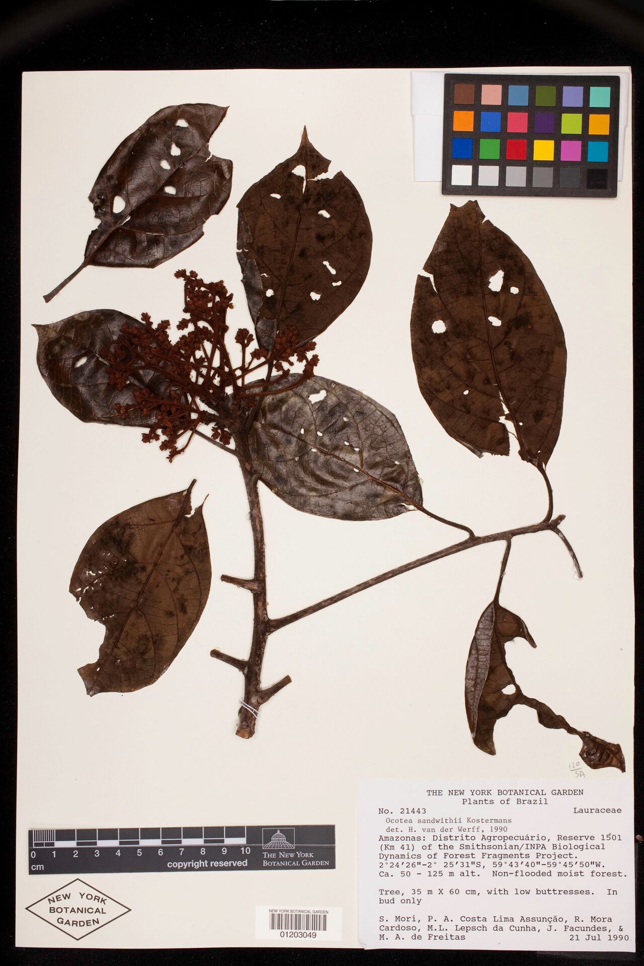 Ocotea sandwithii — houseplant care guide