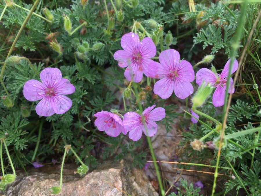 Erodium foetidum flower