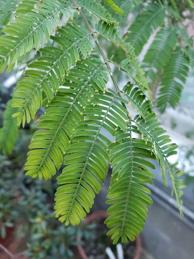 Acacia collinsii — search result for 'Mimosa'