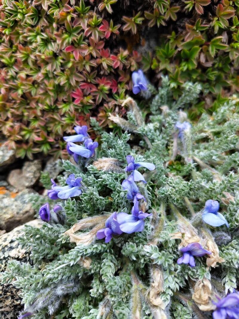 Oxytropis terekensis flower