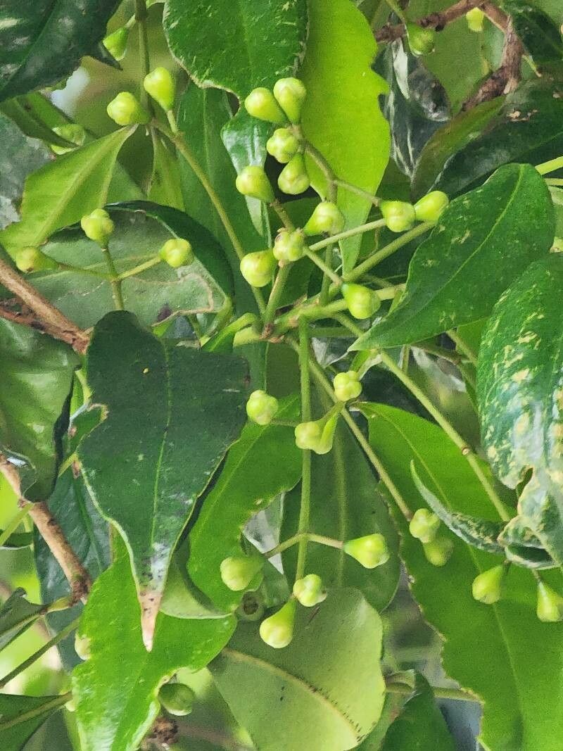 Syzygium smithii flower