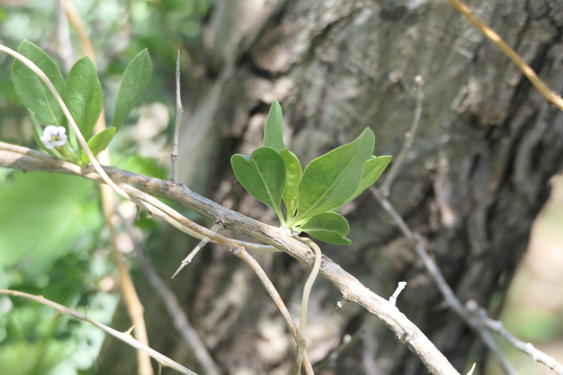 Lycium eenii — search result for 'Lycium'