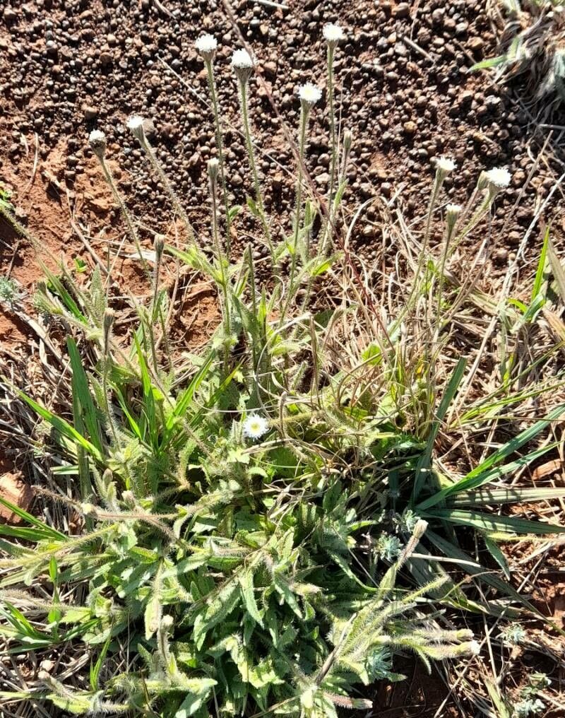 Praxelis missiona habit