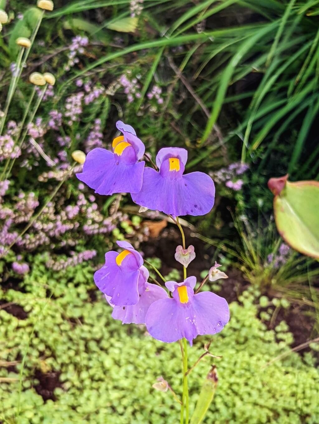 Utricularia longifolia flower