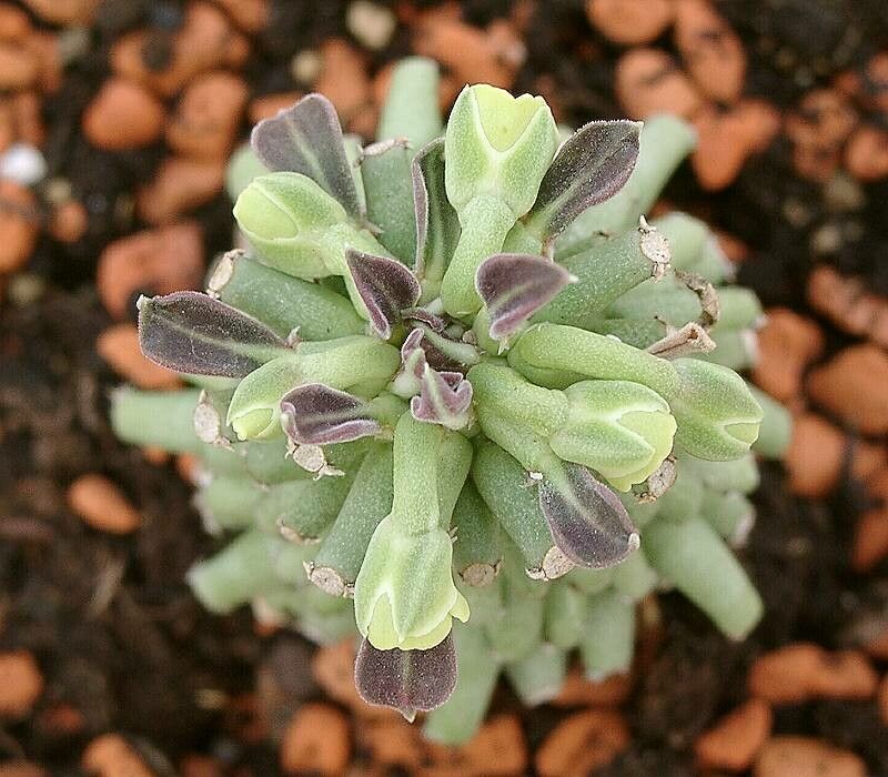 Euphorbia neoreflexa — houseplant care guide