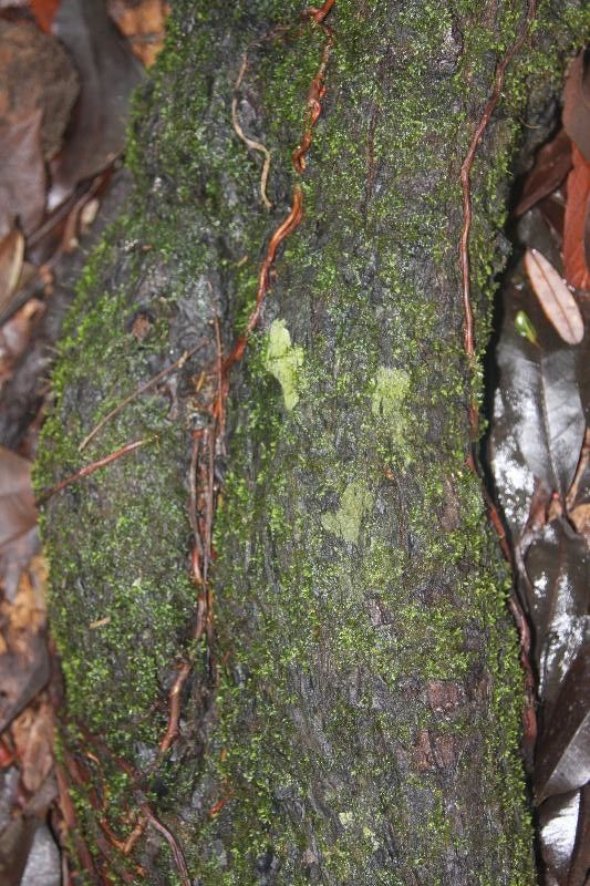 Sideroxylon sessiliflorum bark